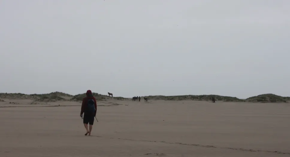 Sable Island beach walk