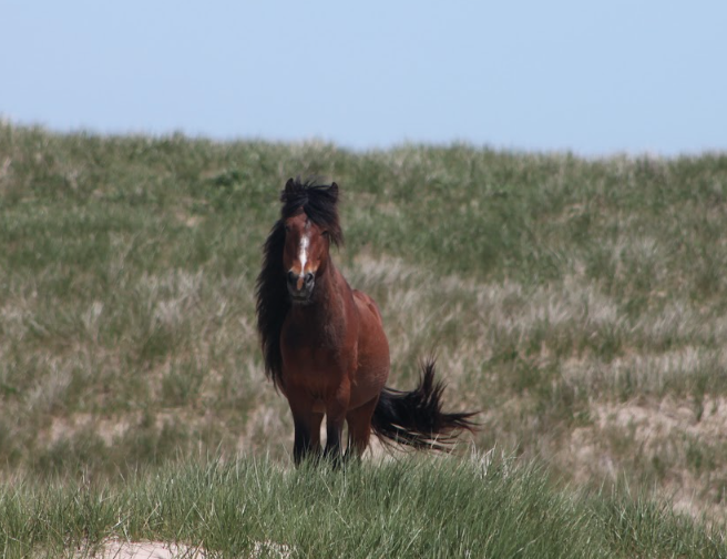 Sable Island horses