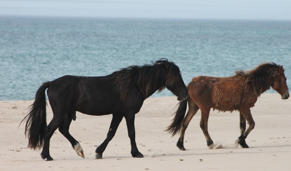 Wild Horses of Sable Island