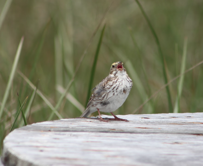 Birds soaring over Sable Island