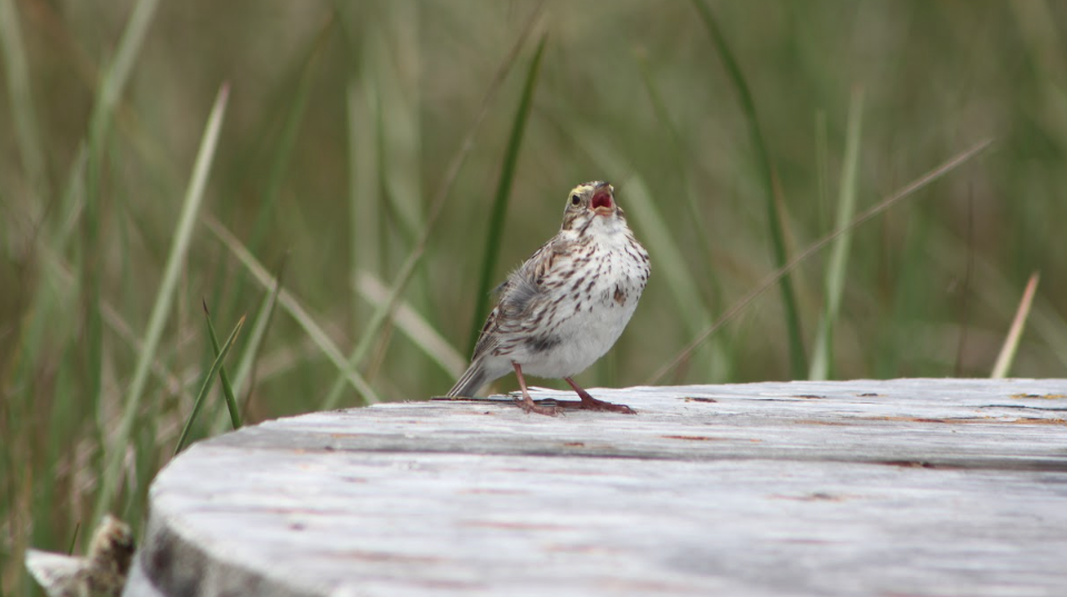 A Migratory Bird Sanctuary