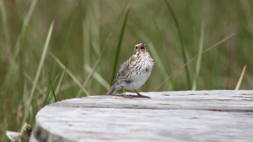 A Migratory Bird Sanctuary