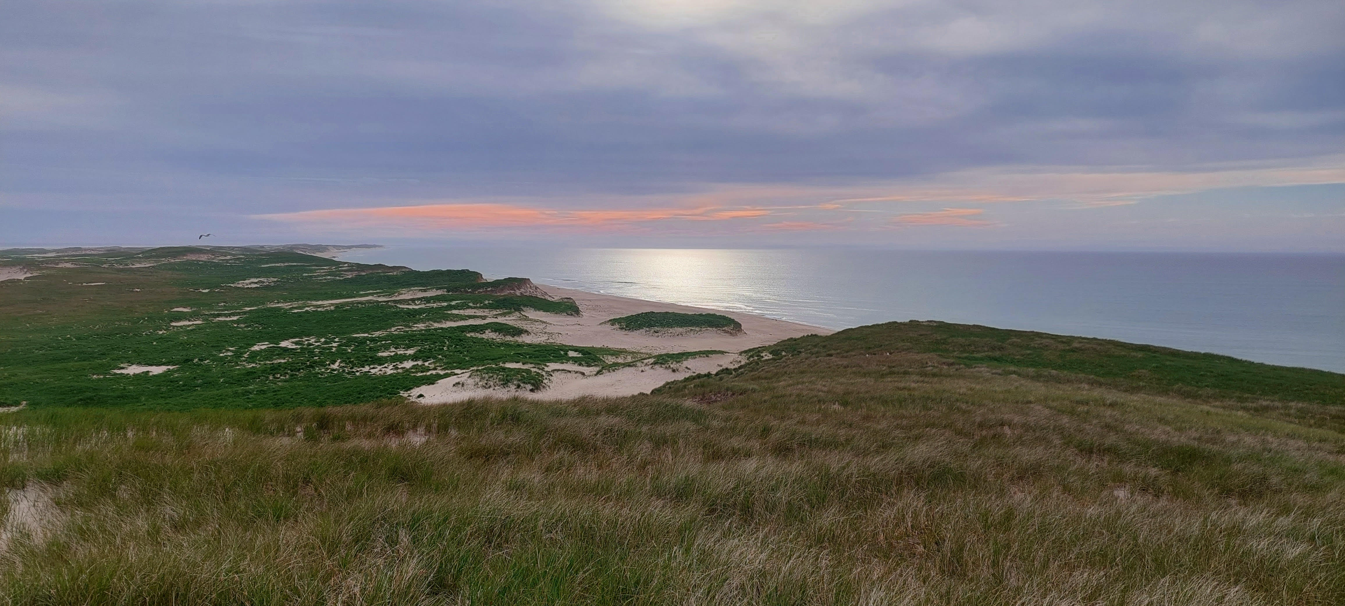 Sable Island wild horses in their natural habitat