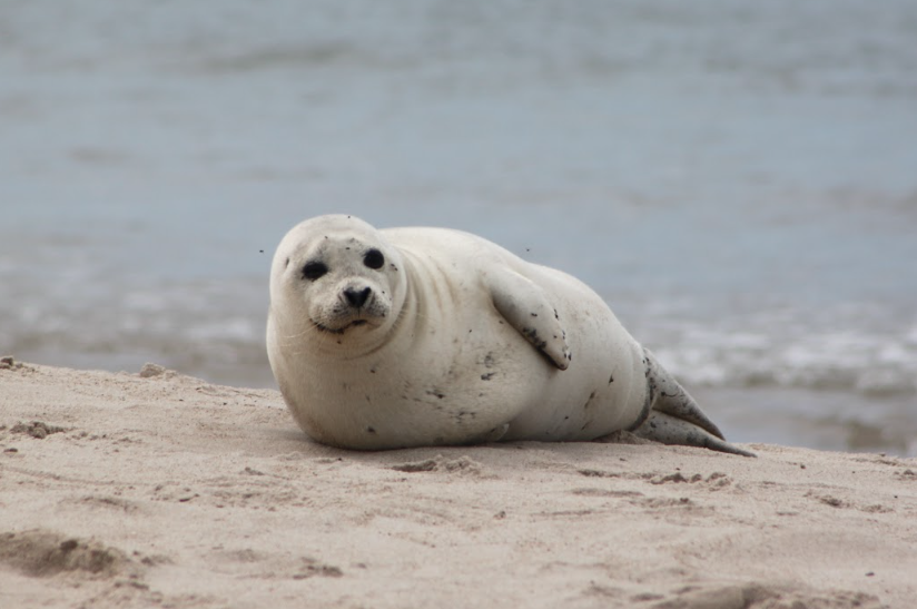 Grey seals on Sable Island